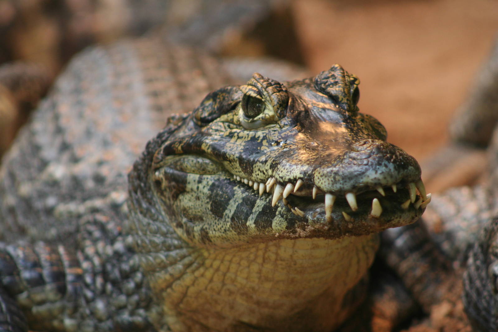 Yacare Caiman @ Blackpool; 13.02.10