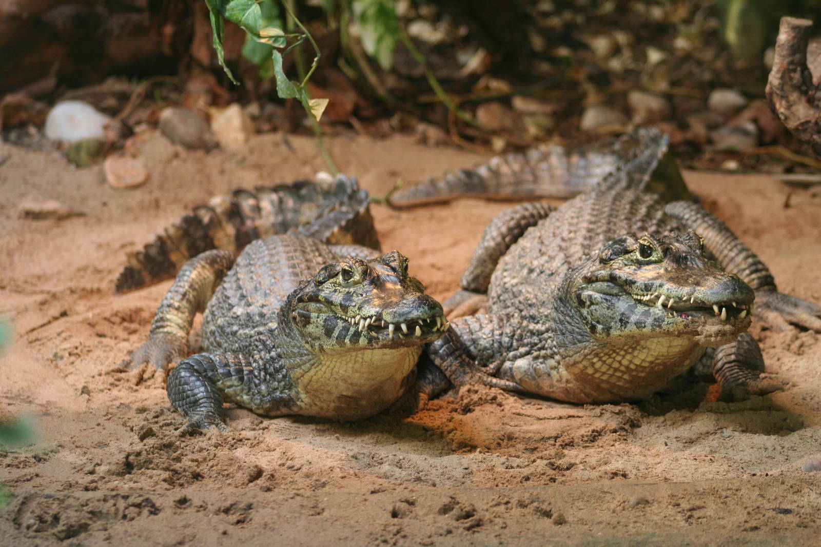 Yacare Caiman @ Blackpool; 13.02.10