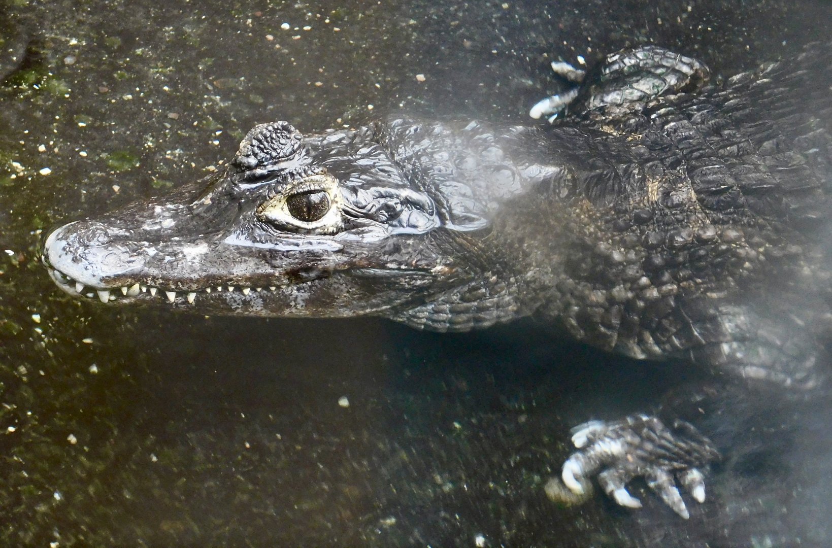 Yacare Caiman (Caiman yacare) December 6, 2025
