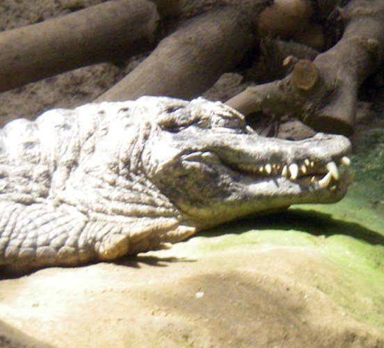 Yacare Caiman (Caiman yacare)