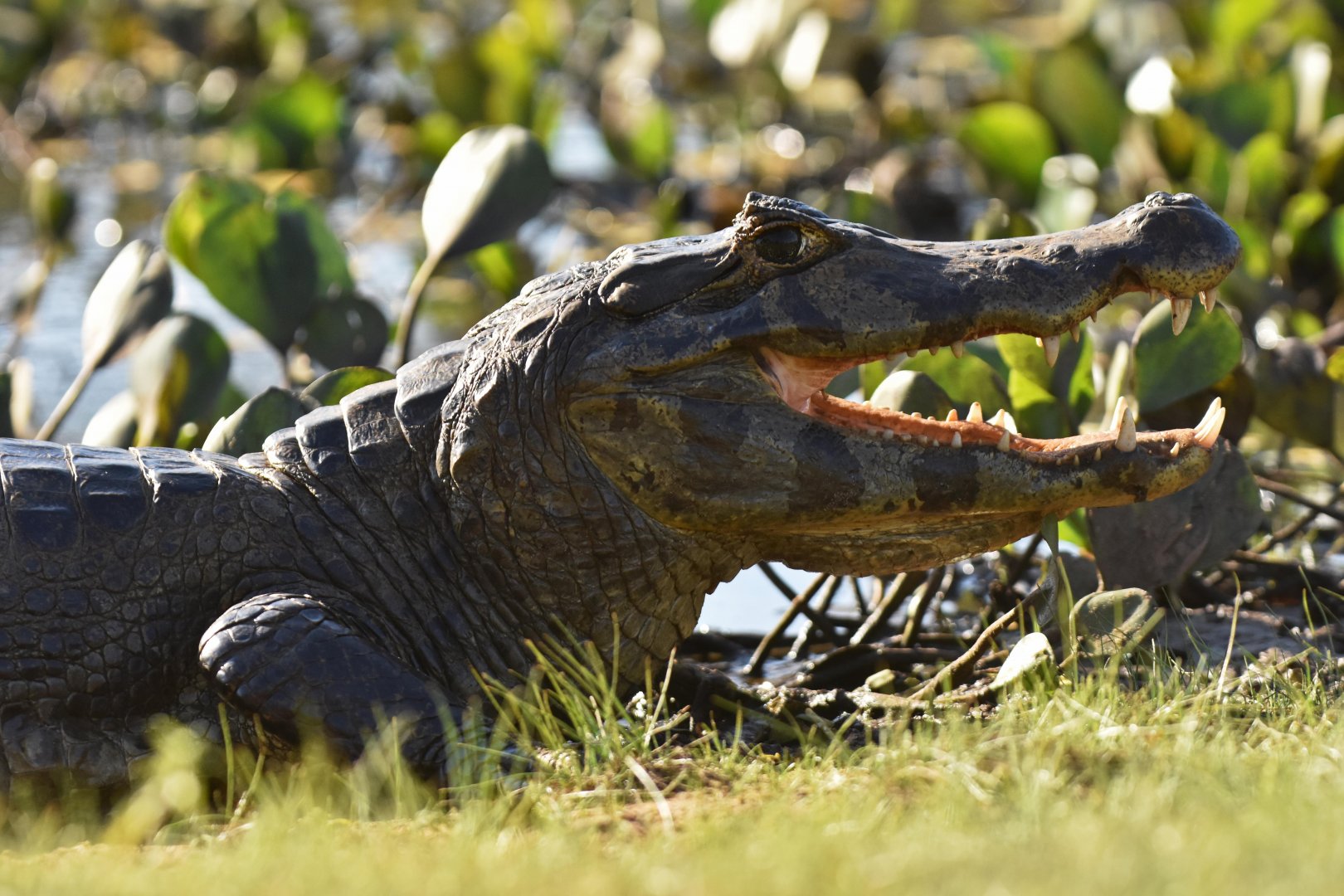 Yacare caiman (Caiman yacare)