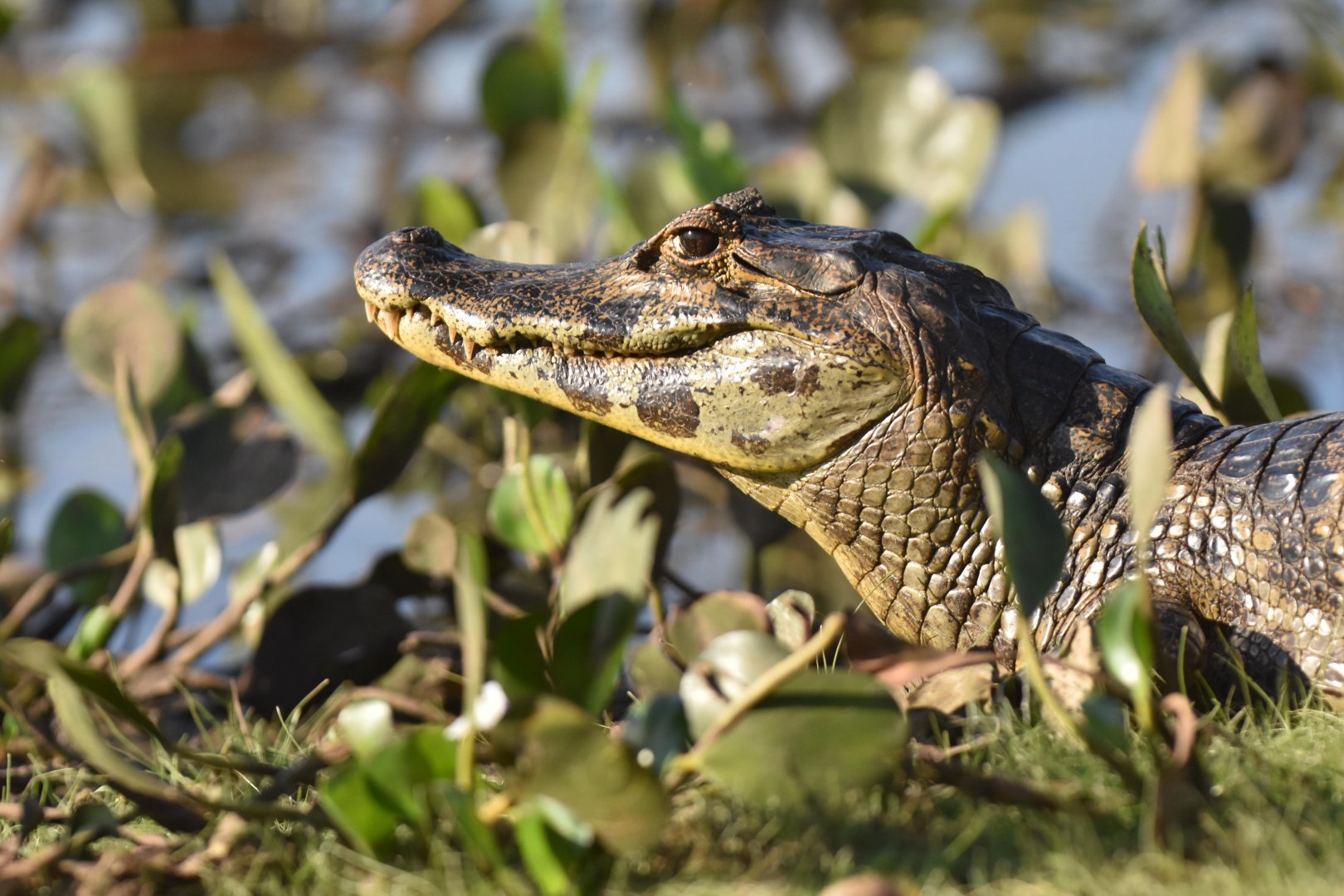 Yacare caiman (Caiman yacare)