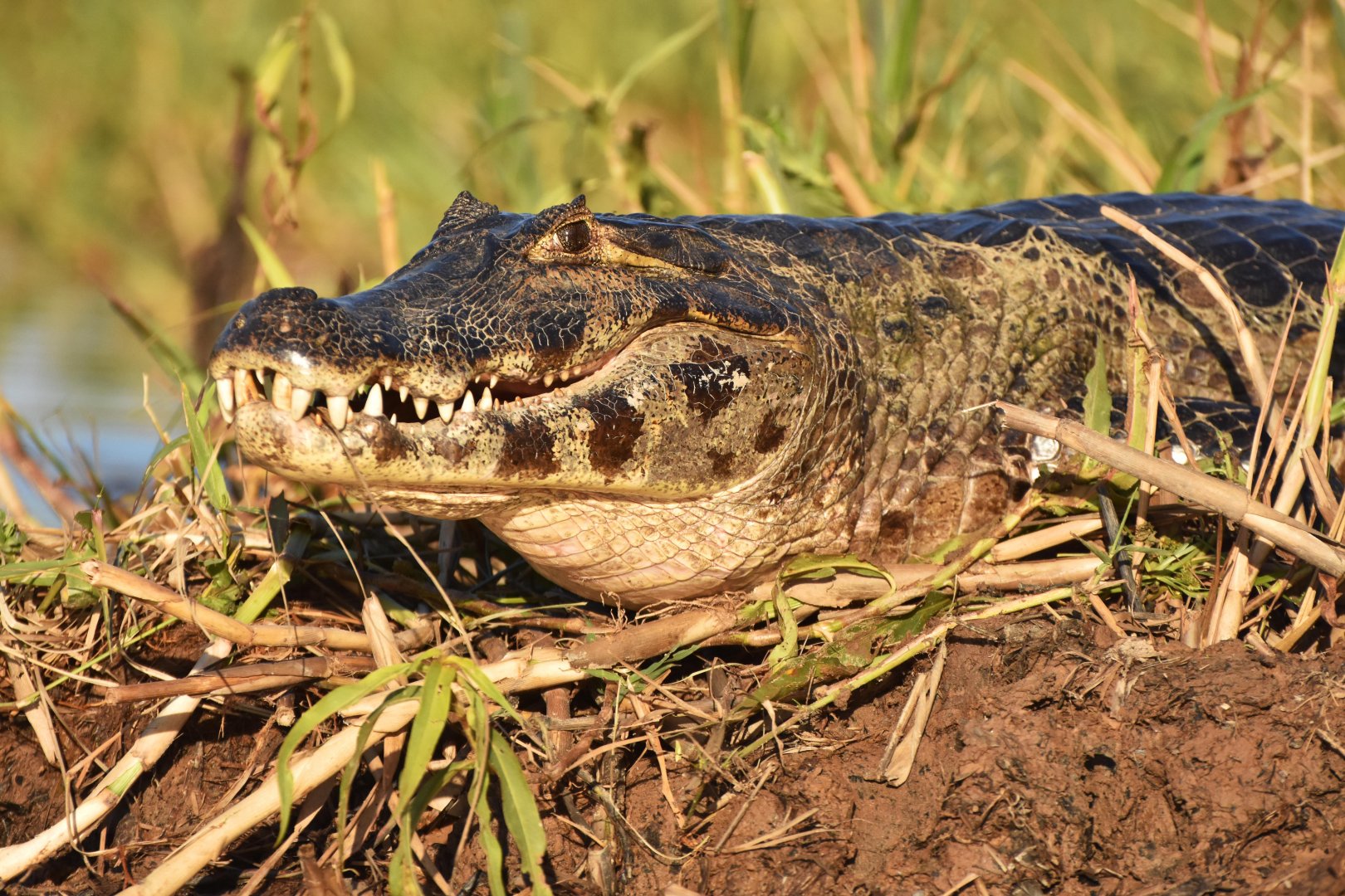Yacare caiman (Caiman yacare)