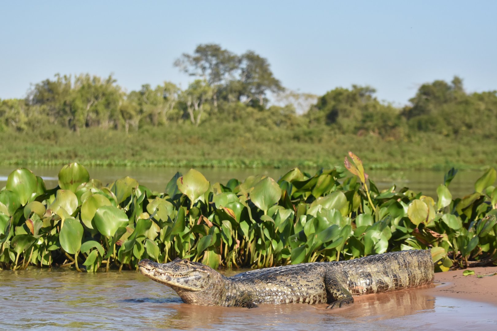 Yacare caiman (Caiman yacare)