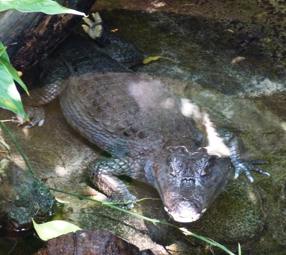Yacare caiman (Caiman yacare)