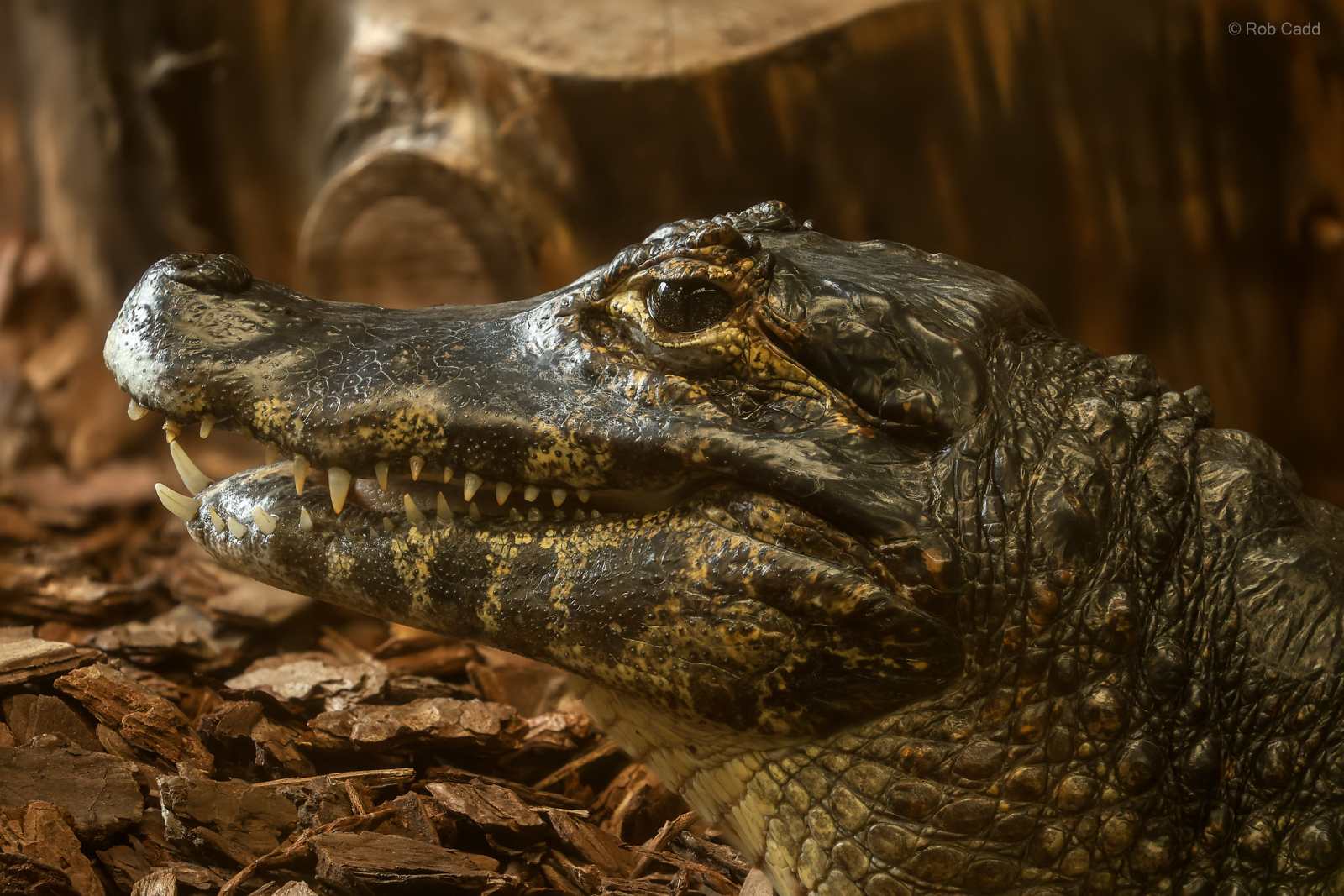 Yacare caiman : Crocodiles of the World : 07 Jun 2024