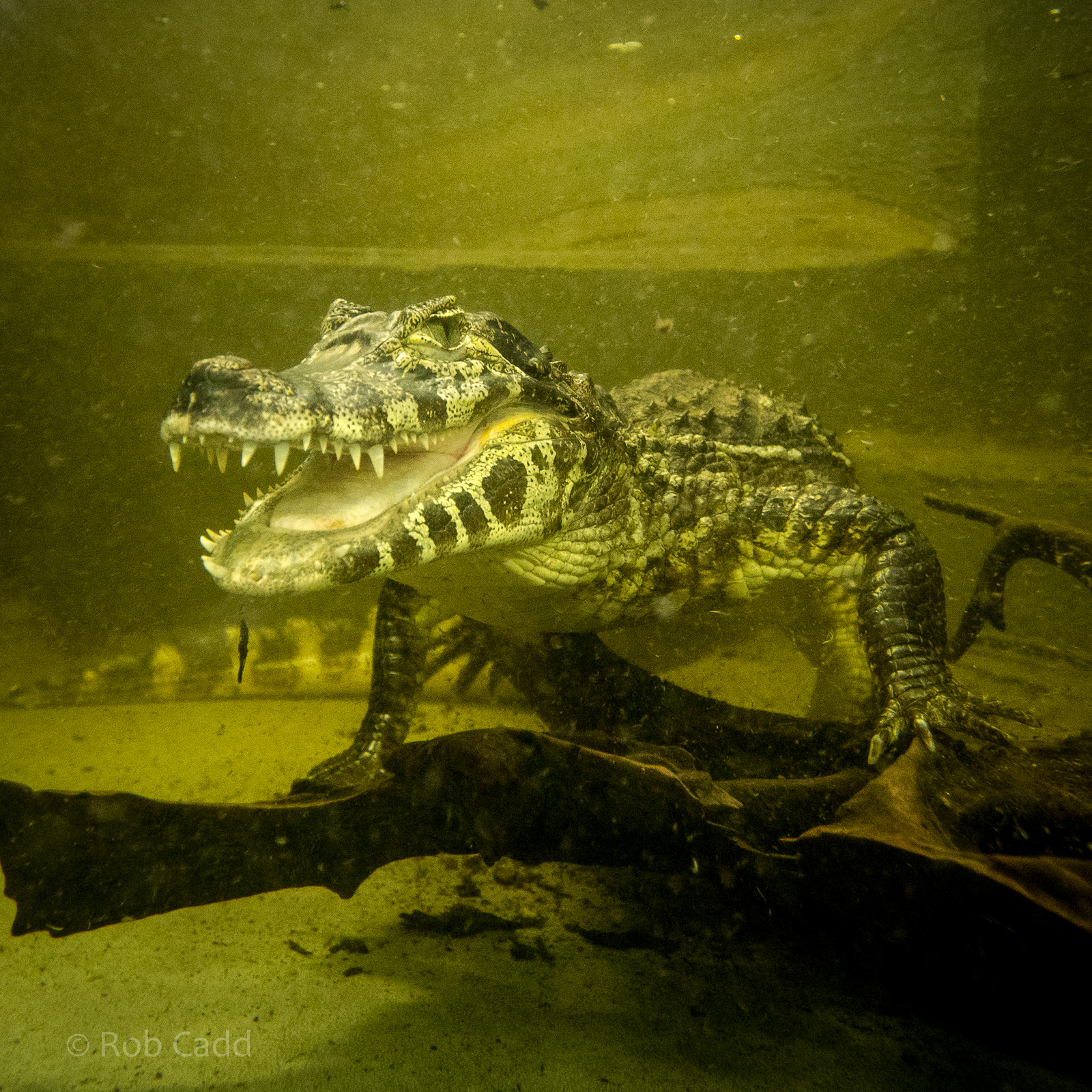 Yacare caiman : Crocodiles of the World : 14 Nov 2014