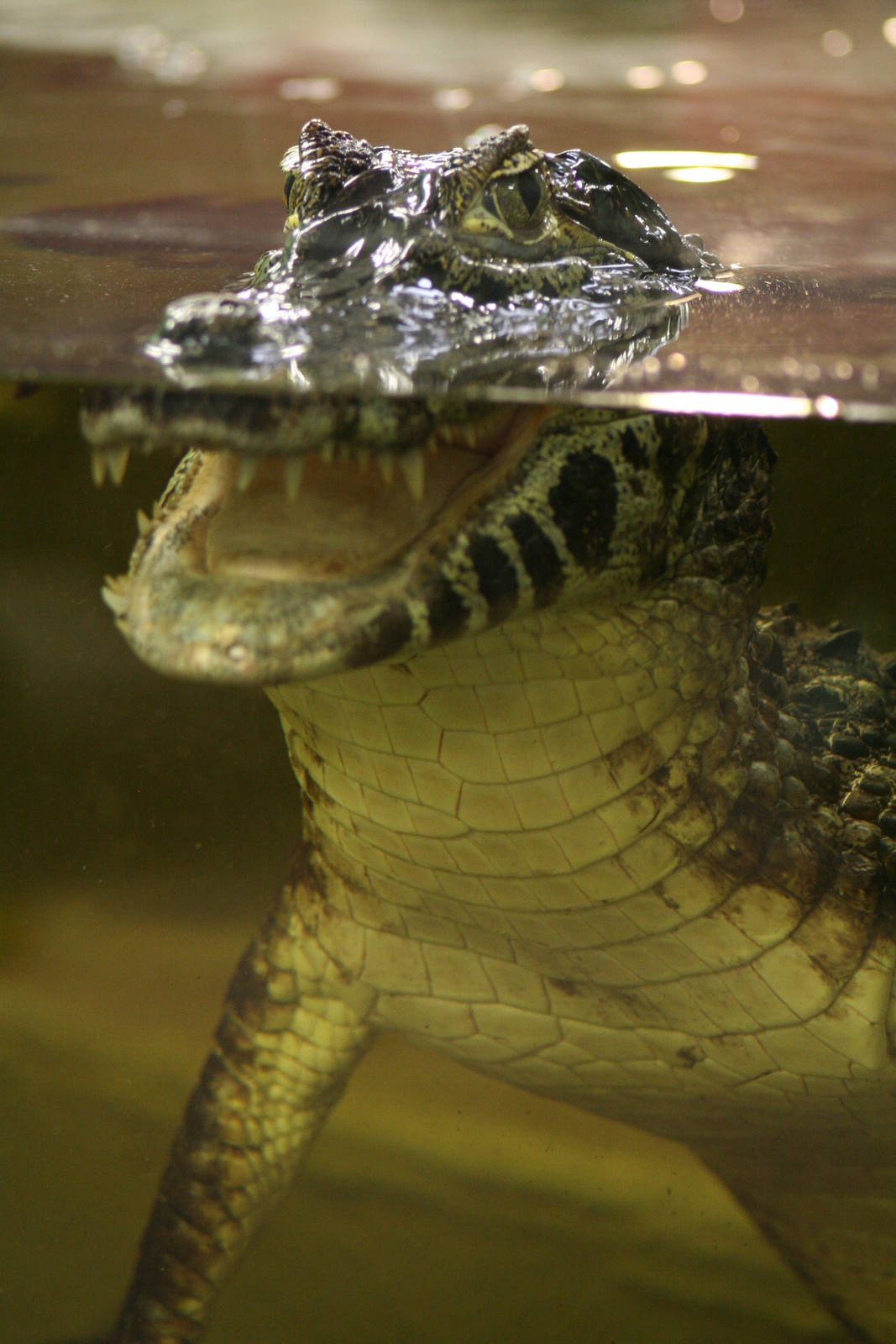 Yacare Caiman @ Crocodiles of the World; 24.10.2014