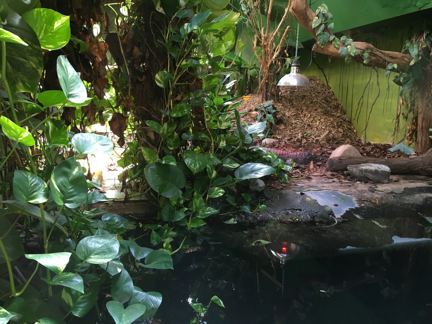 Yacare caiman enclosure 040817