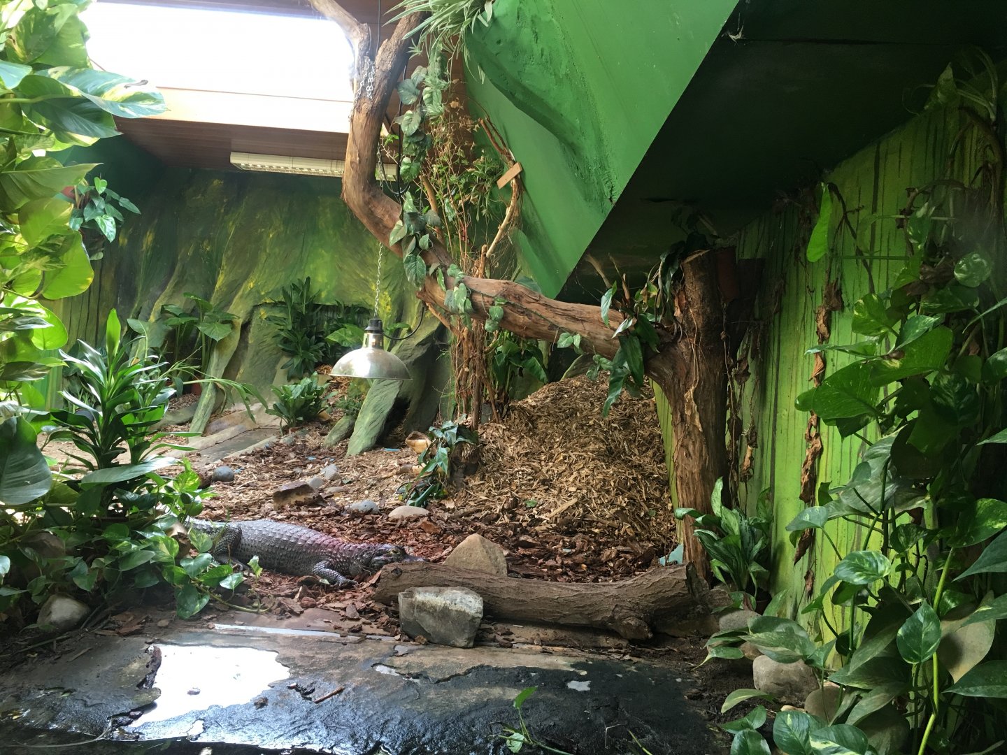 Yacare caiman enclosure 040817