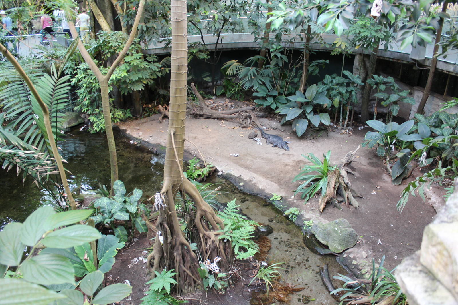 Yacare Caiman Enclosure, Tropical Forest Hall - June 2016