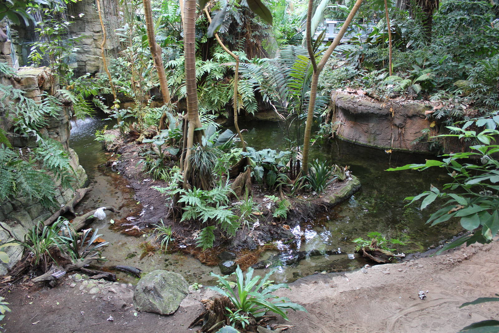 Yacare Caiman Enclosure, Tropical Forest Hall - June 2016