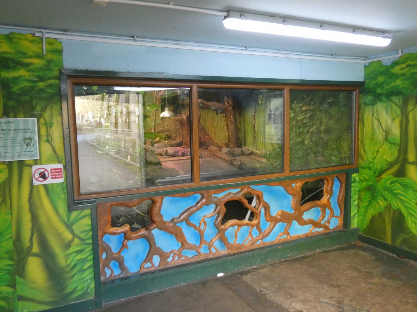 Yacare caiman enclosure