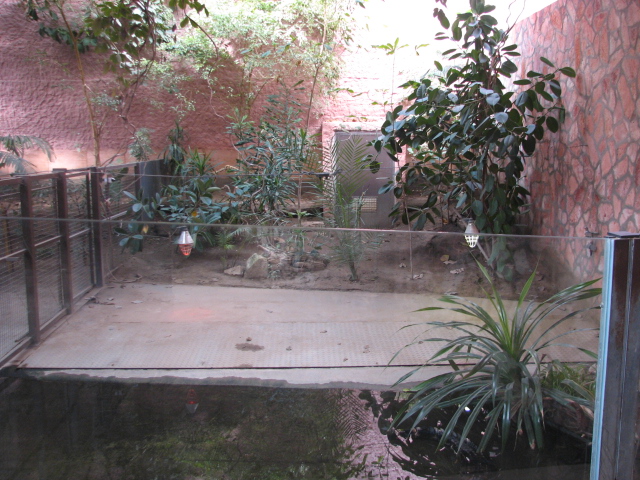 Yacare caiman enclosure