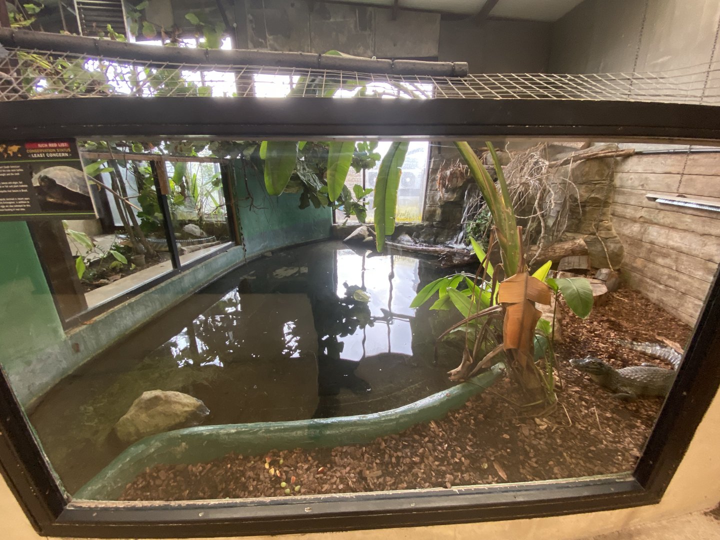 Yacare caiman enclosure