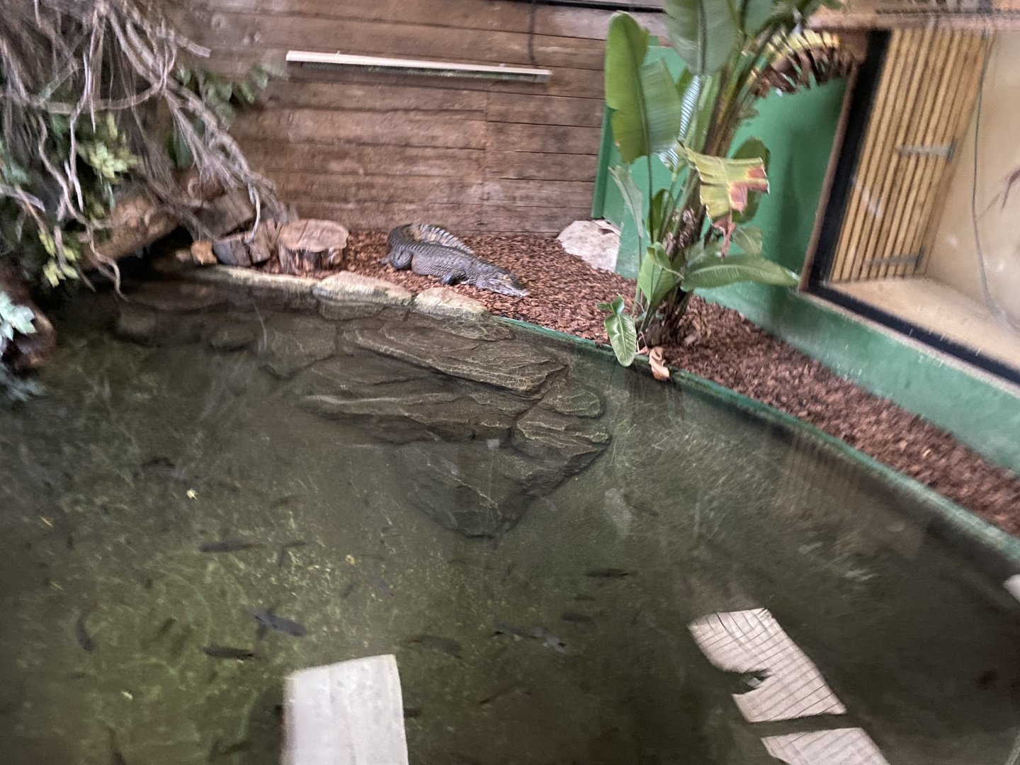 Yacare caiman exhibit 040124