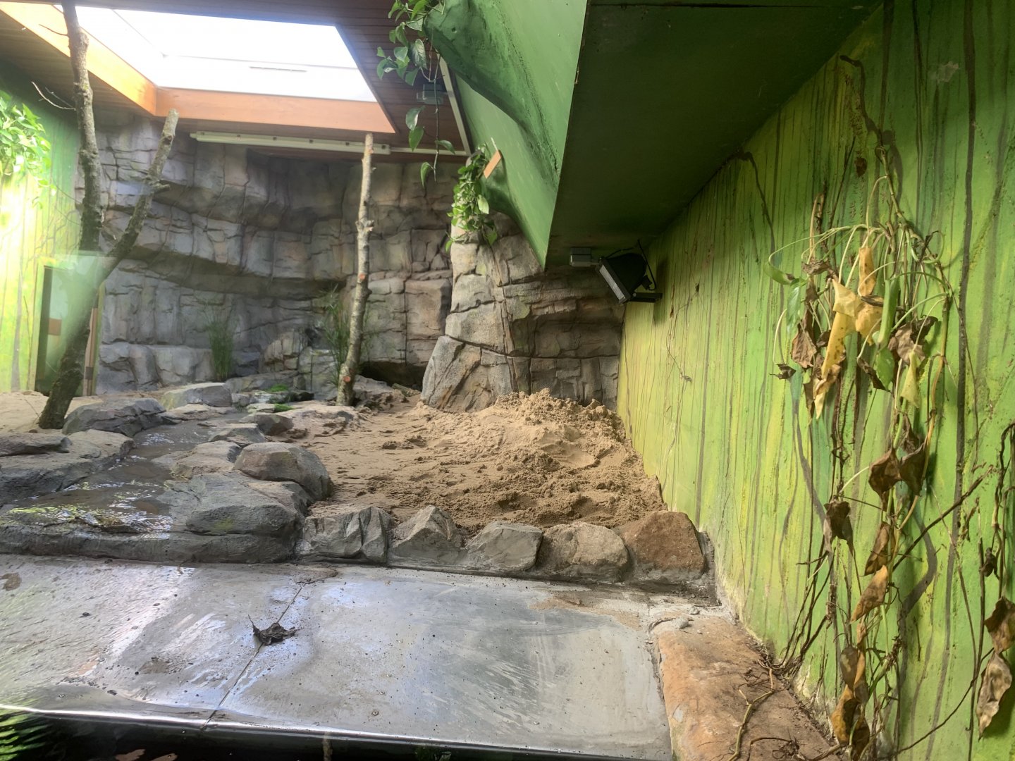 Yacare caiman exhibit revamp
