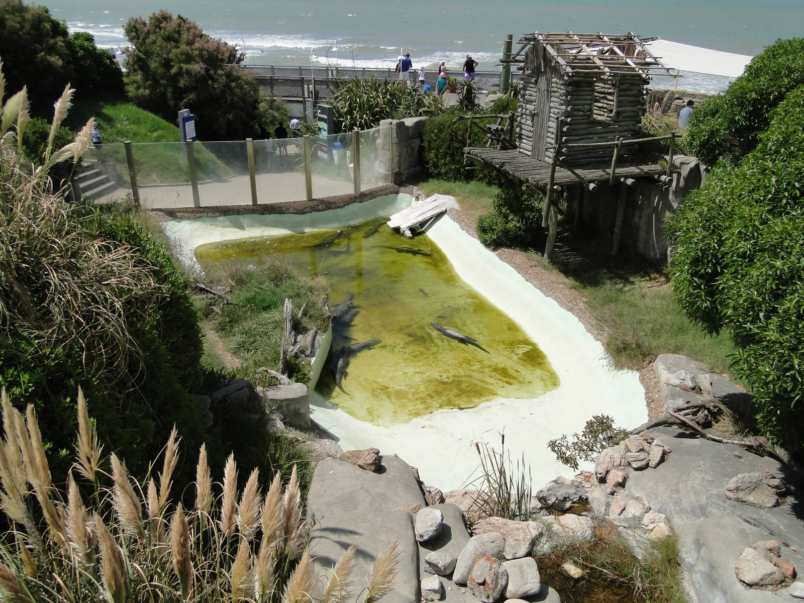 Yacare Caiman exhibit