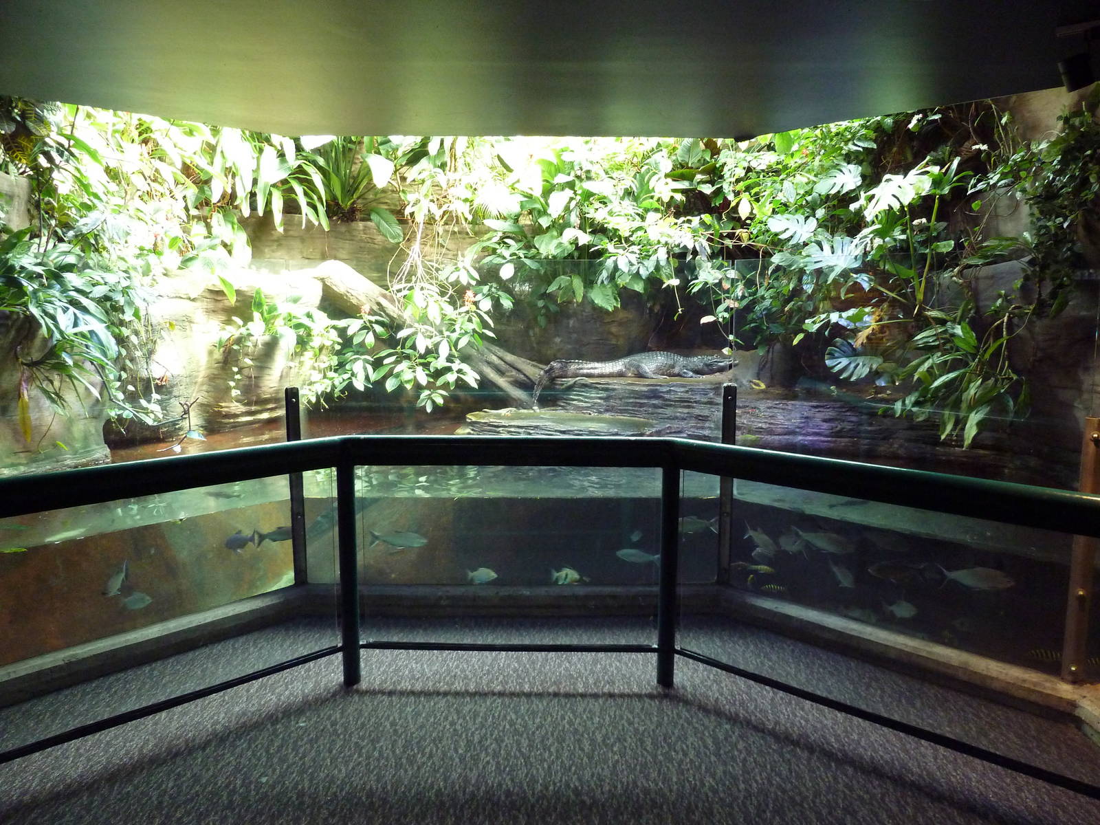 Yacare Caiman Exhibit