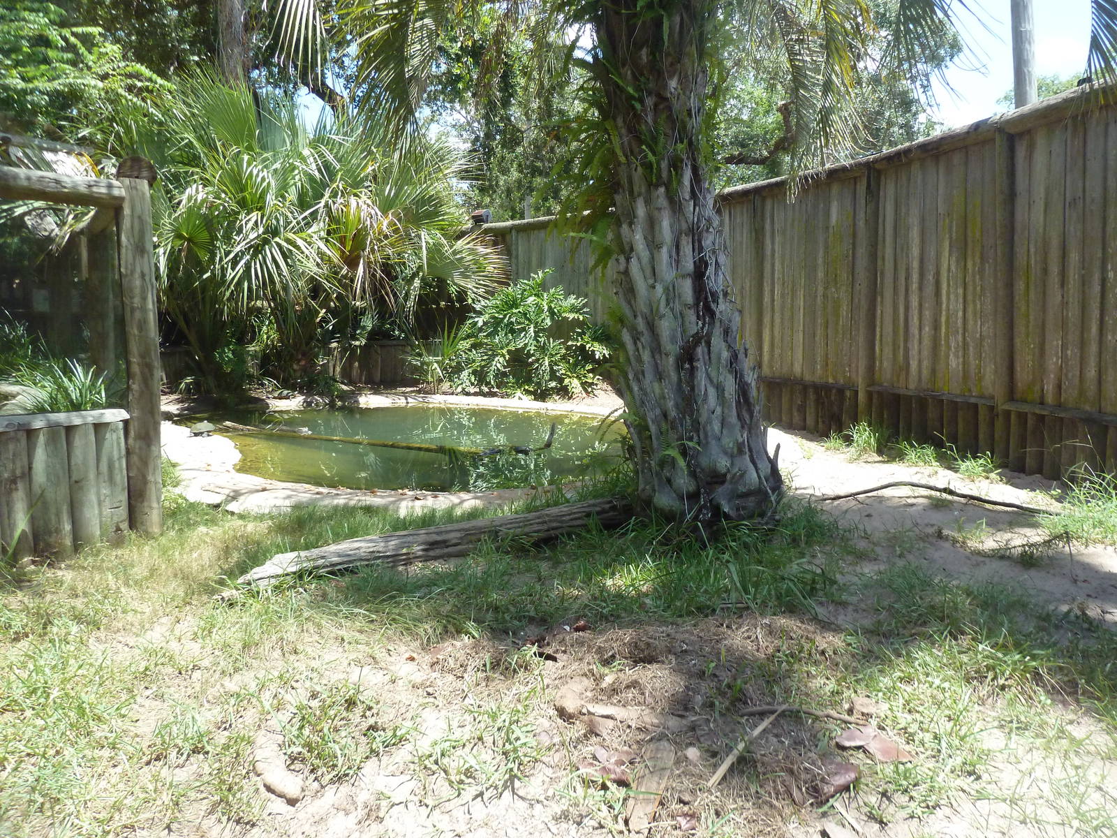 Yacare Caiman Exhibit