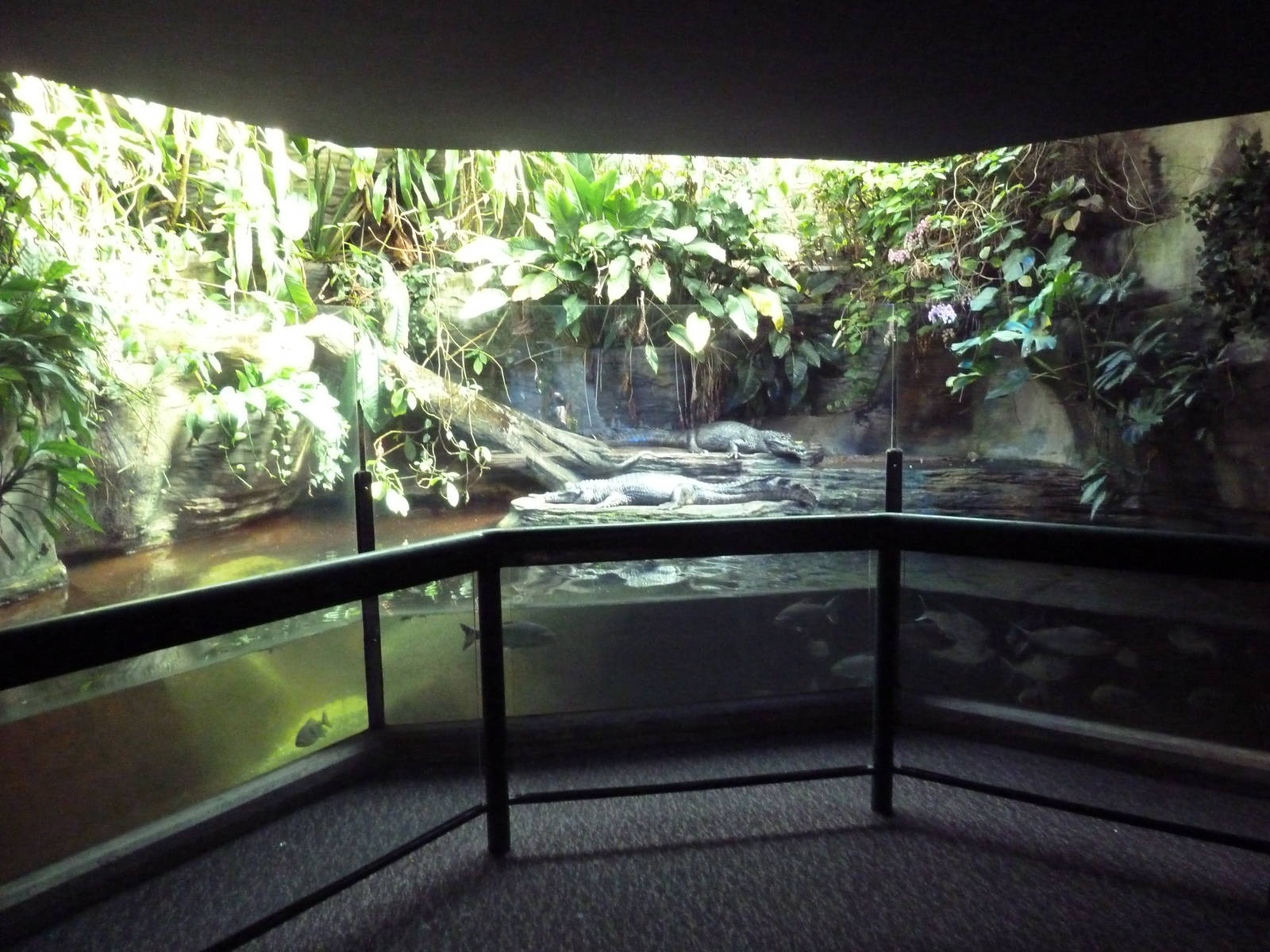 Yacare Caiman Exhibit