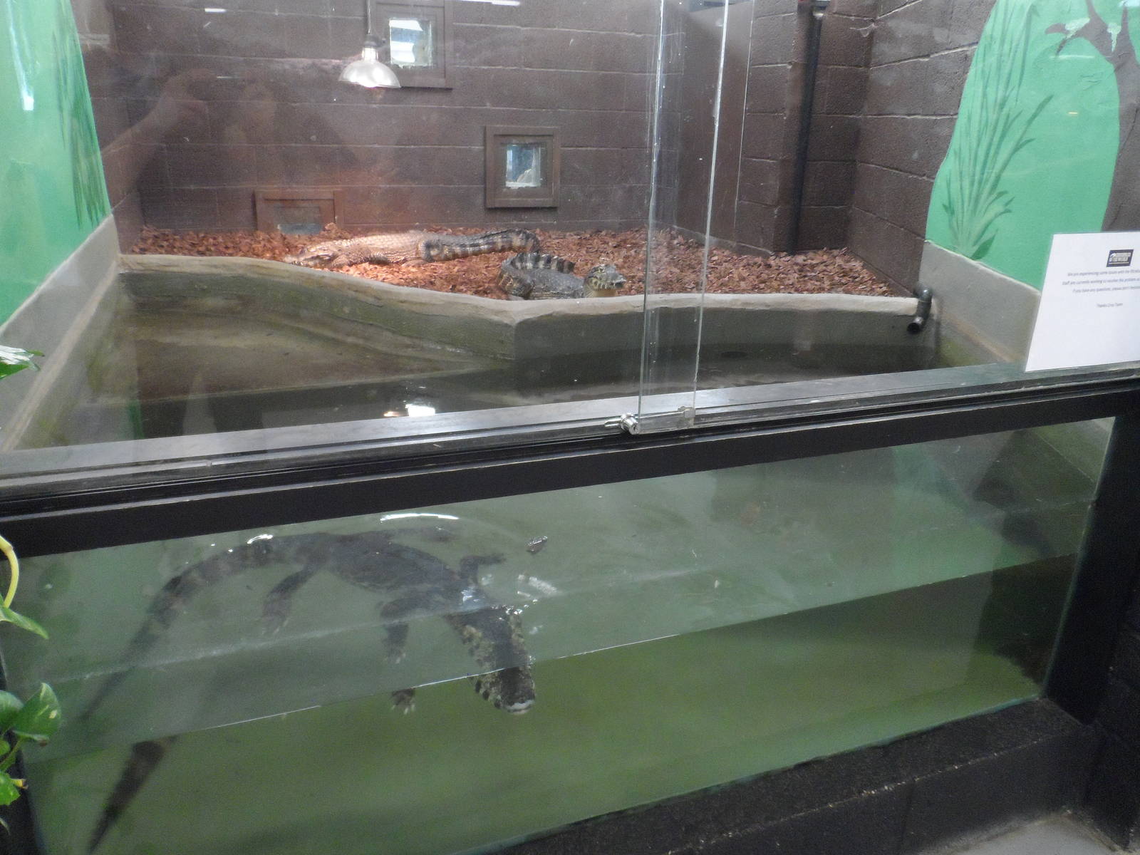 Yacare Caiman Exhibit