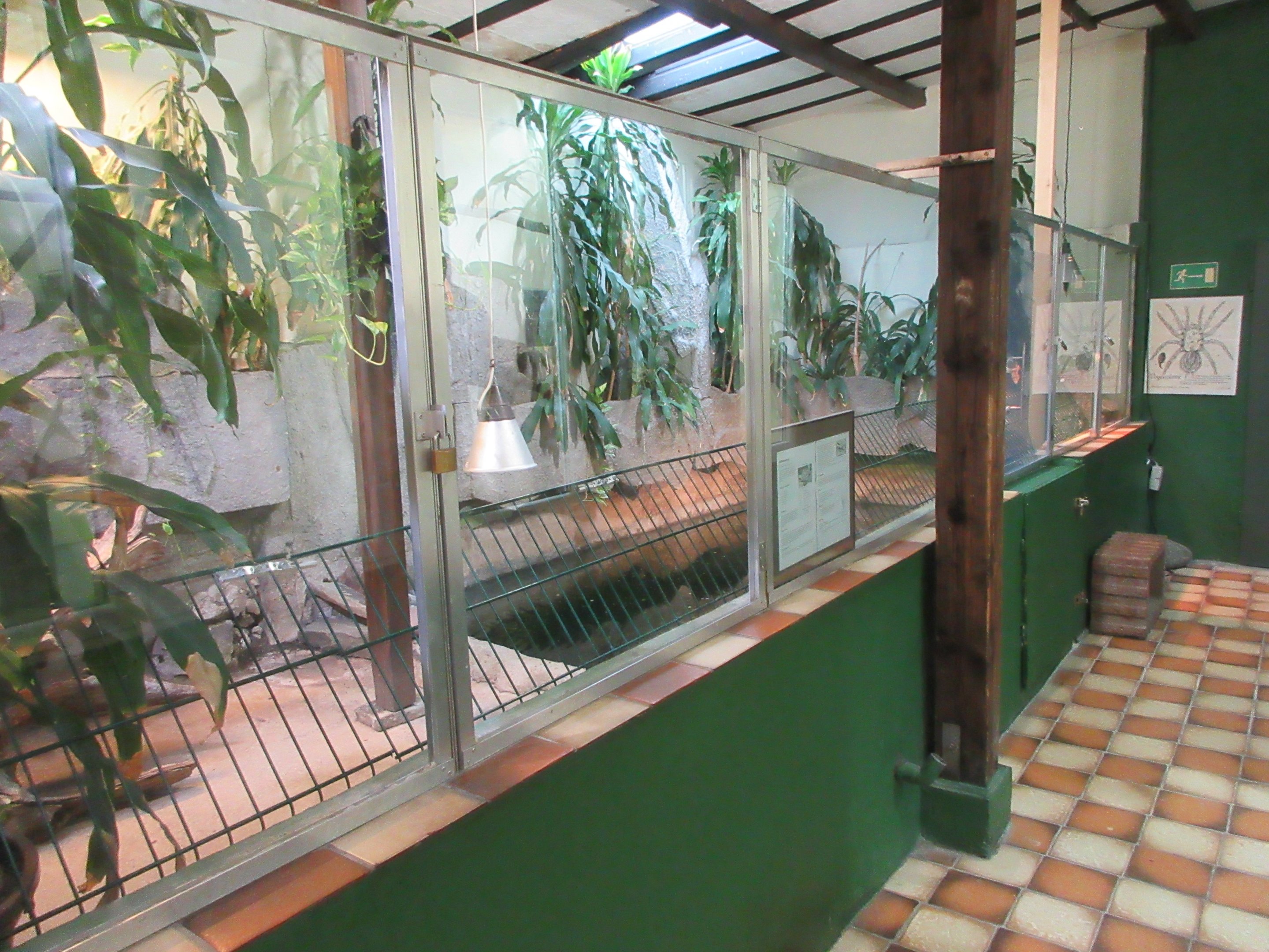Yacare Caiman Exhibit