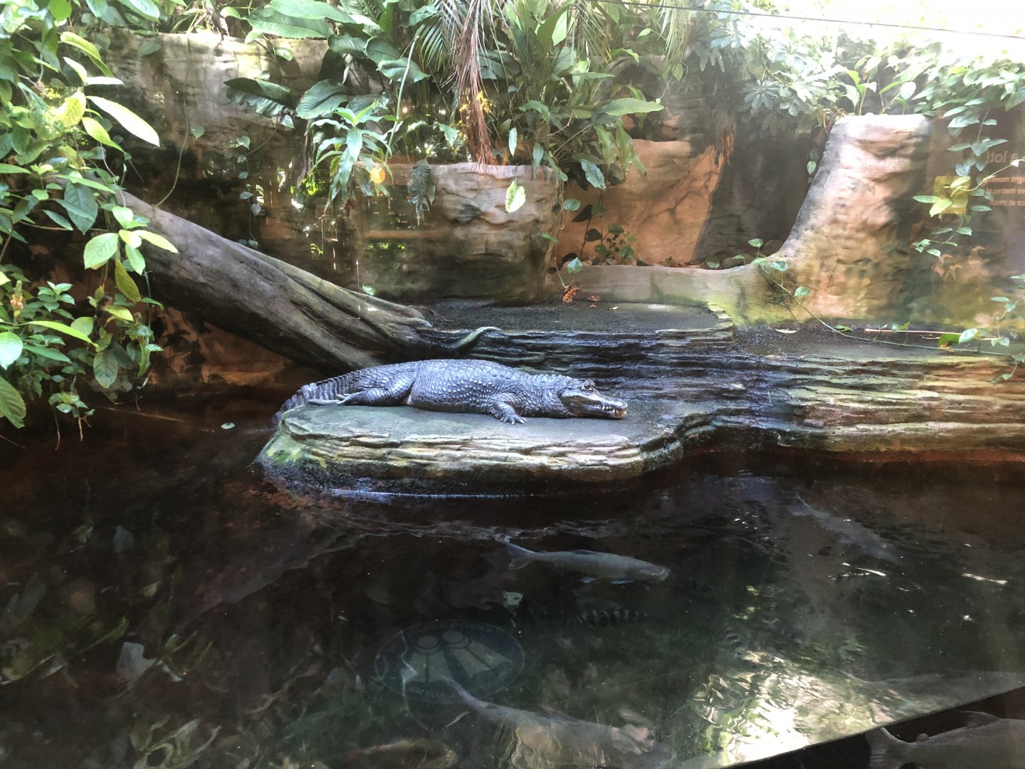 Yacare Caiman Exhibit