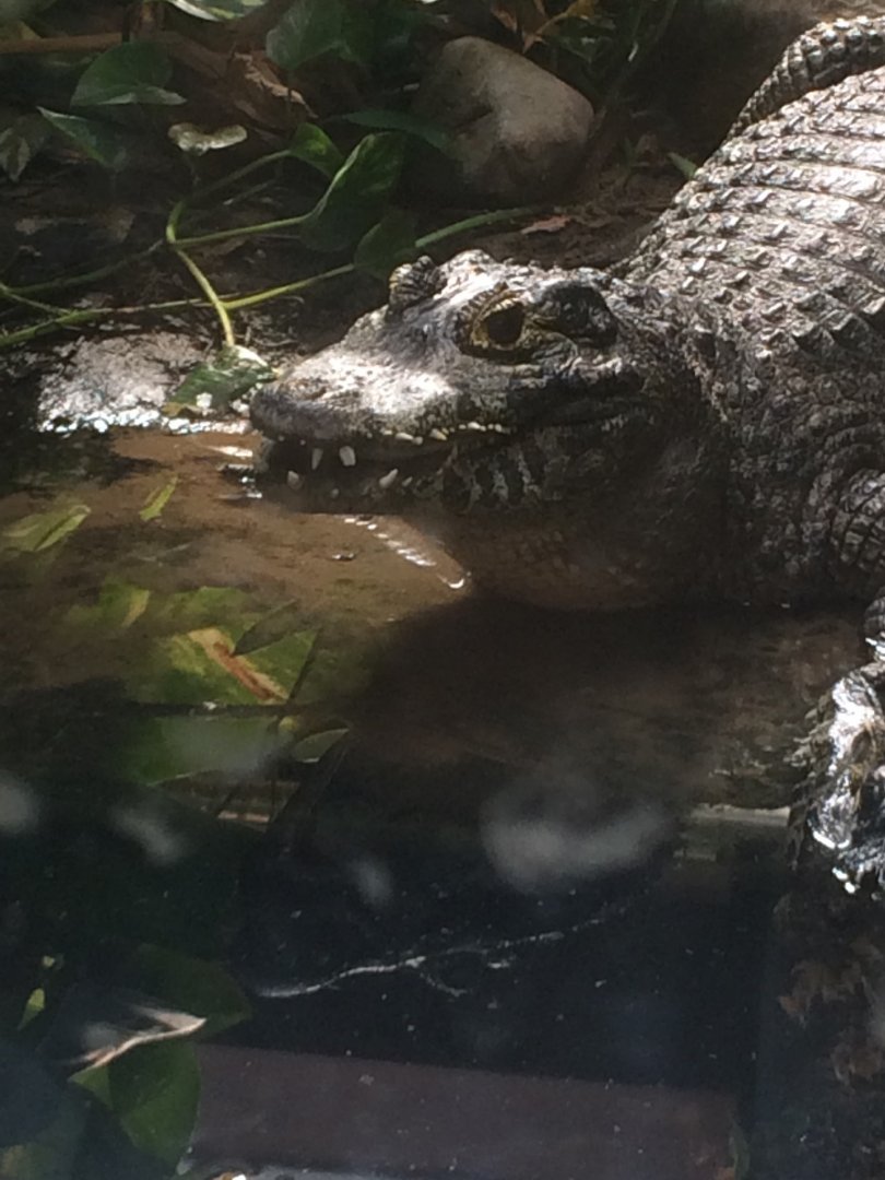 Yacare caiman in need of braces