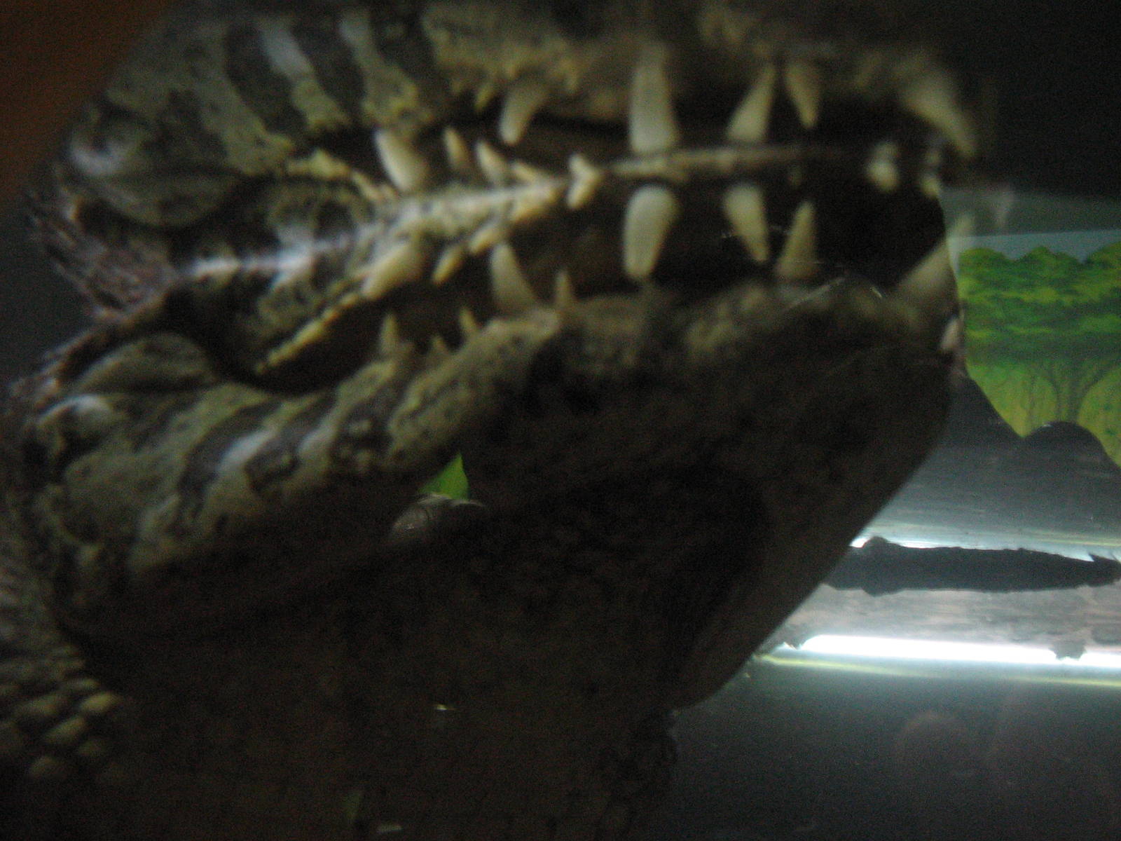 Yacare Caiman Jaws Of Death.