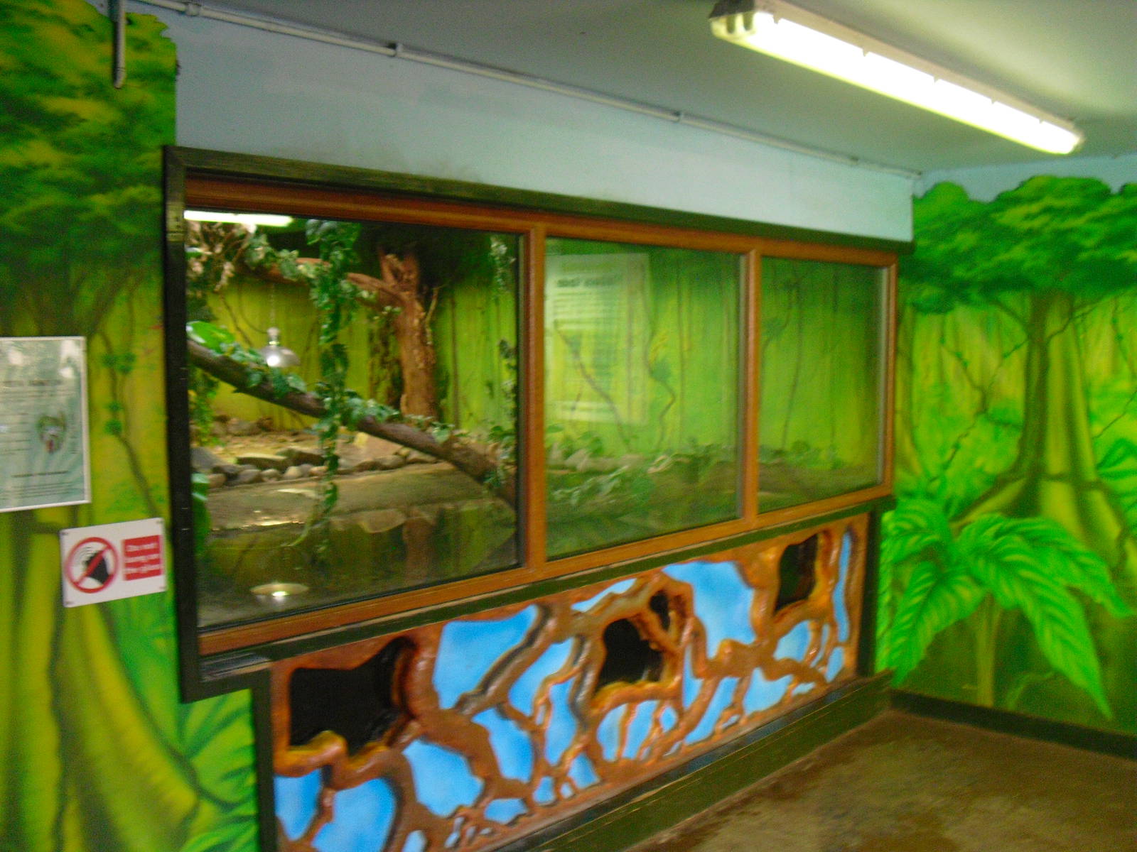 Yacare Caiman Tank - 01/10/2011