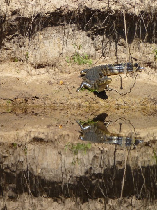 Yacare caiman