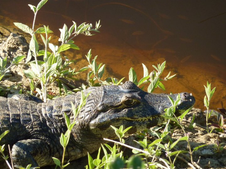 Yacare caiman