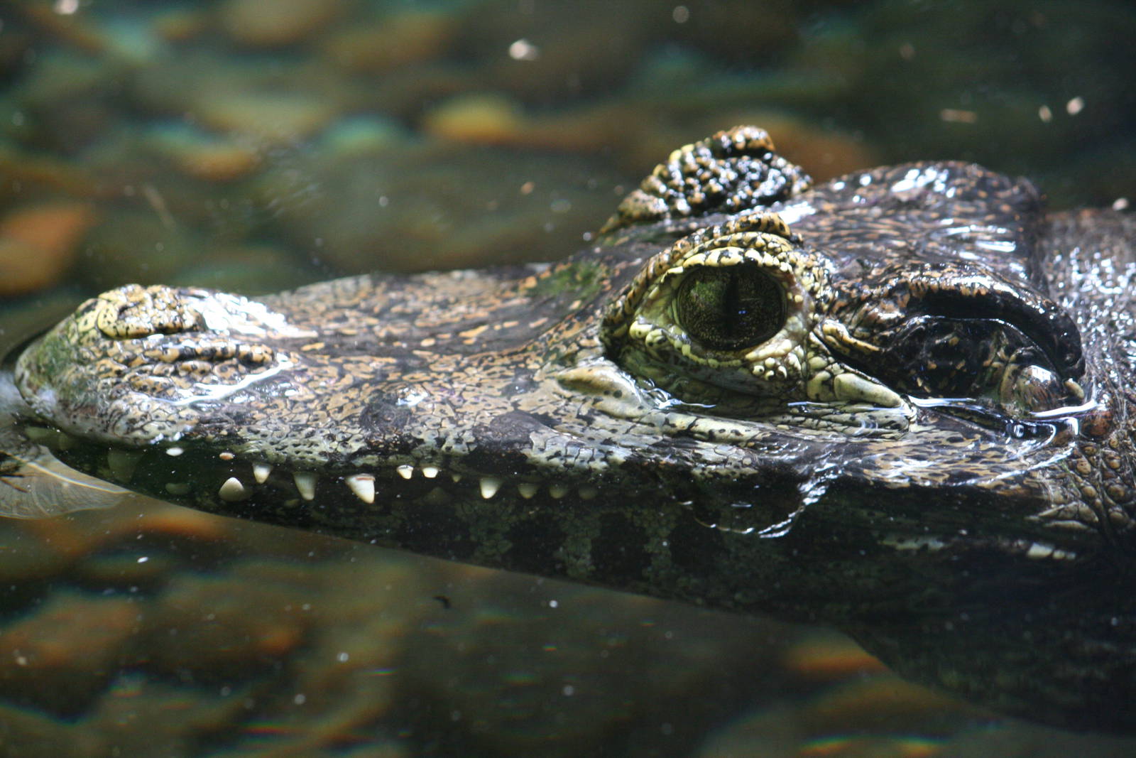 Yacare caiman