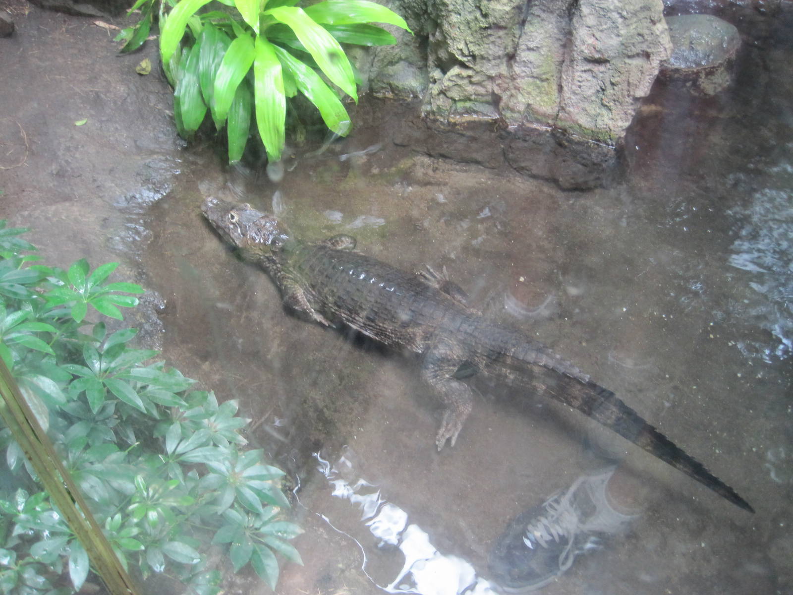 Yacare Caiman