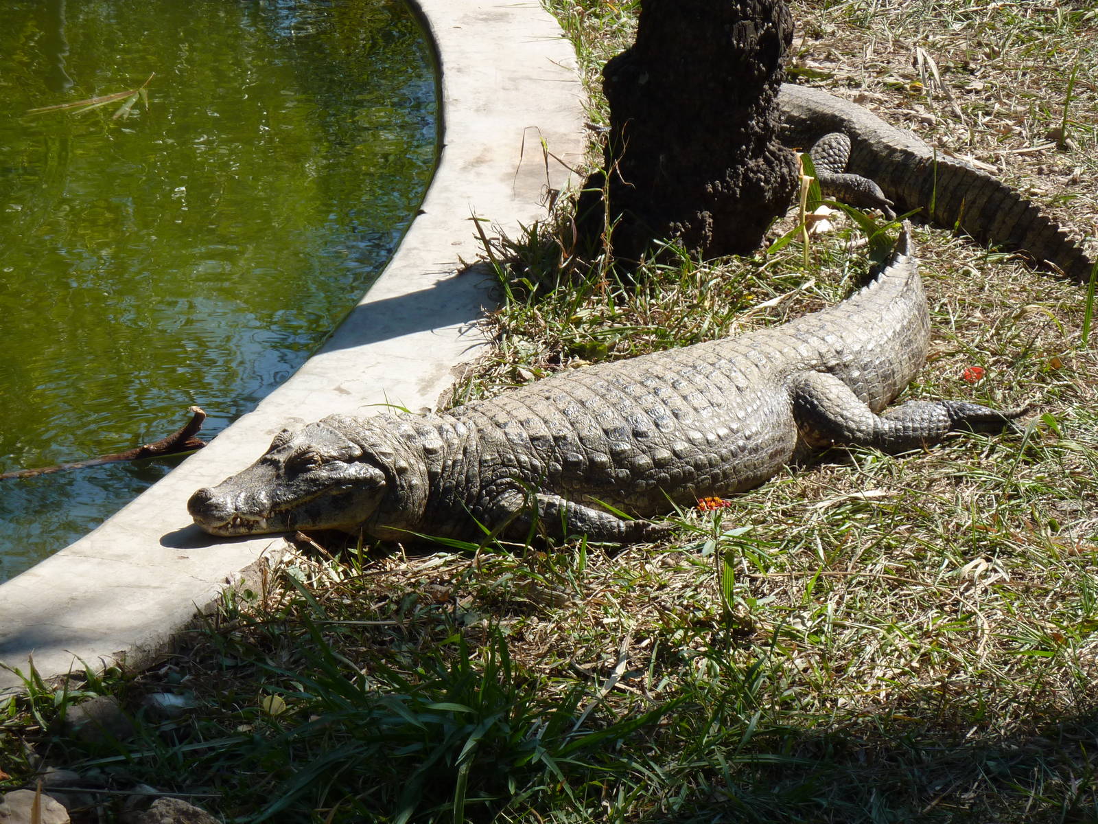 Yacare caiman