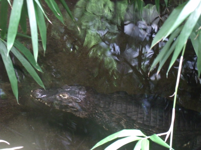 Yacare Caiman