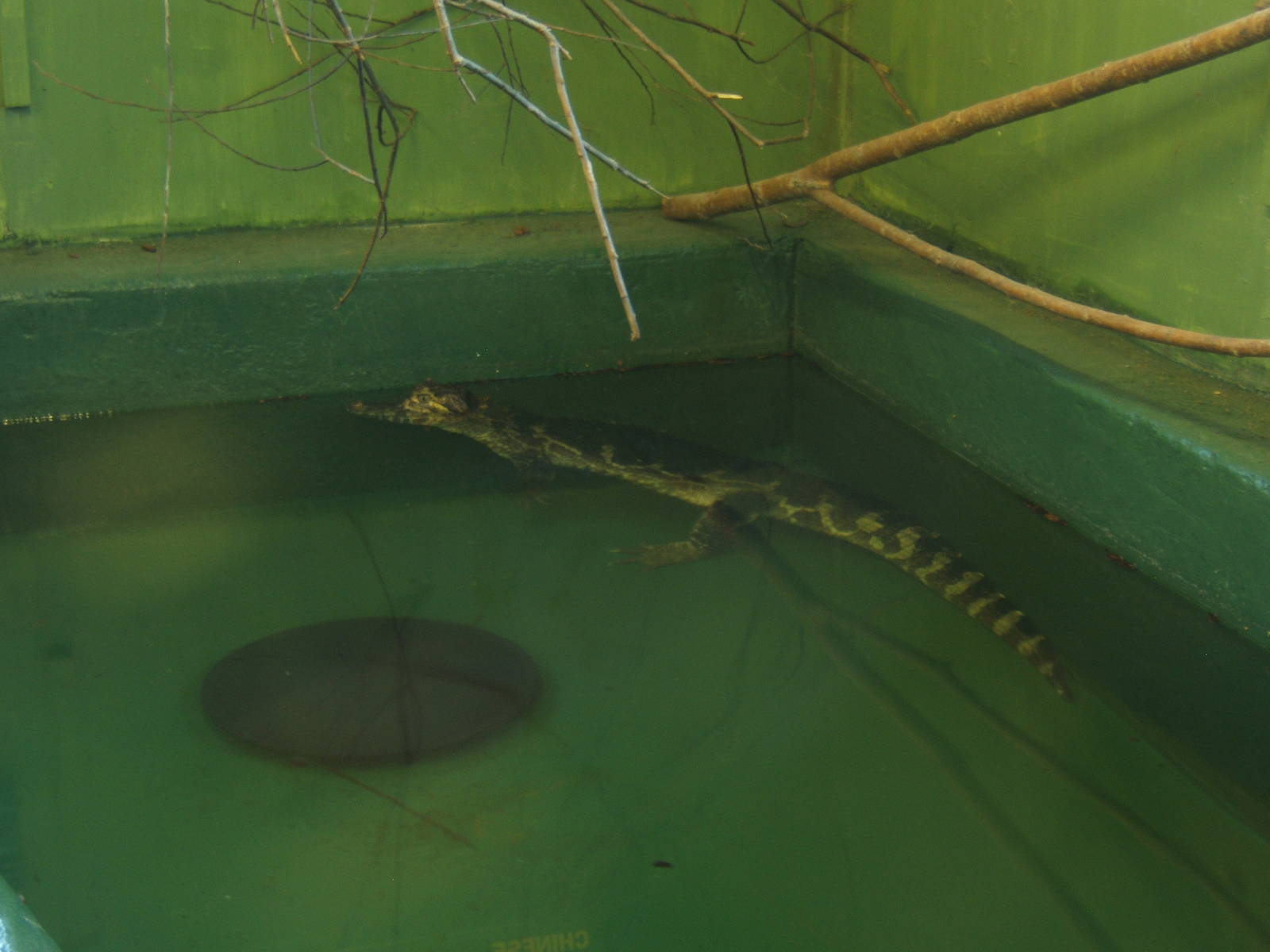 Yacare Caiman