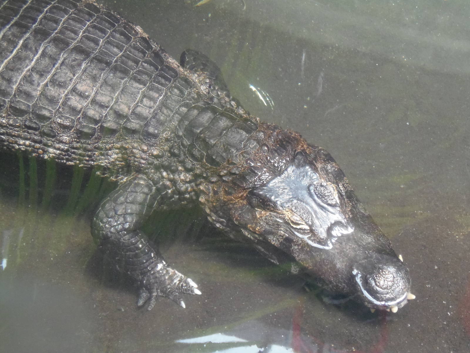 Yacare Caiman
