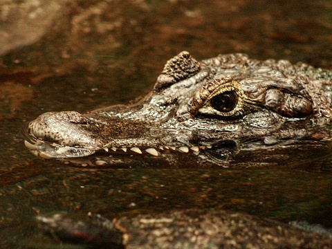Yacaré Caiman
