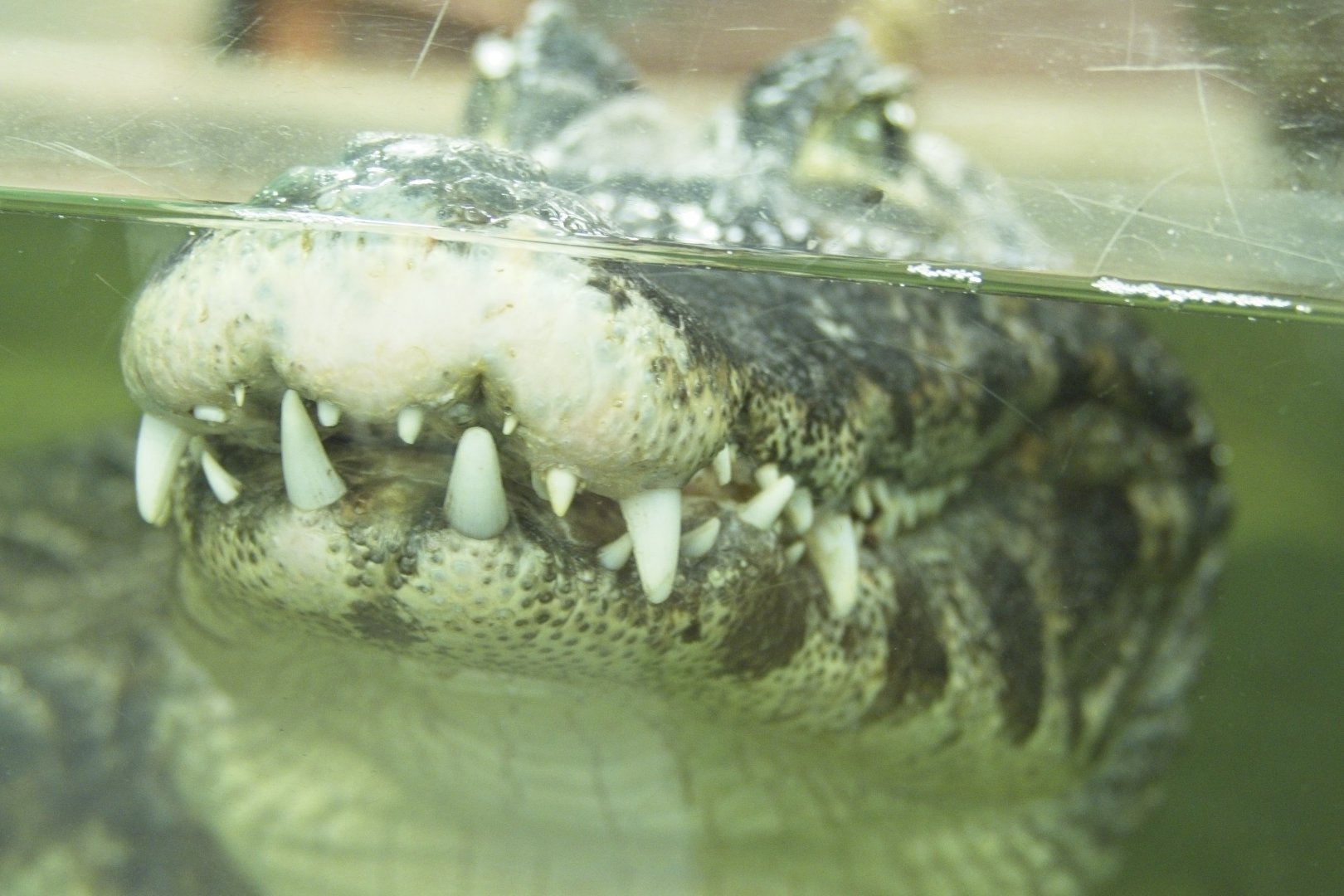 Yacare Caiman