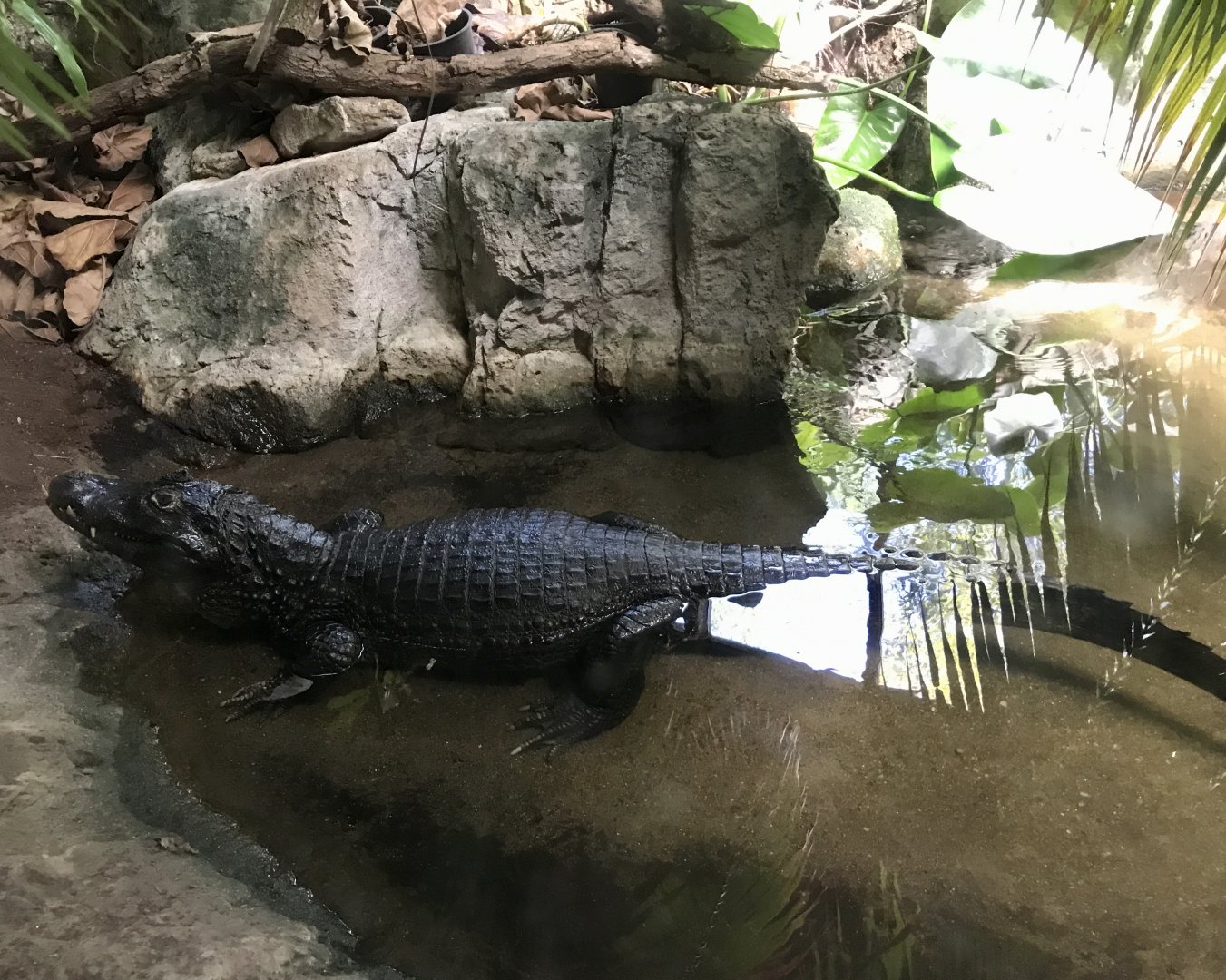 Yacare Caiman