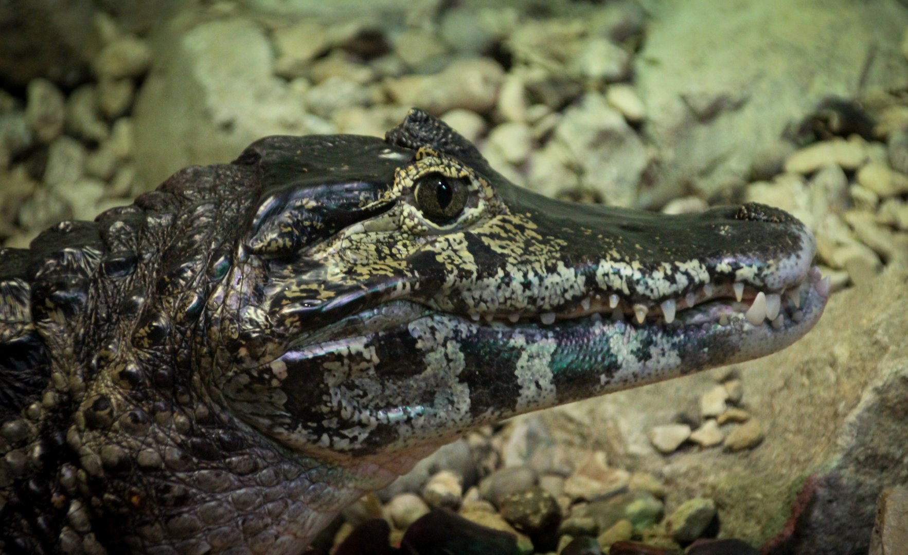 Yacare Caiman