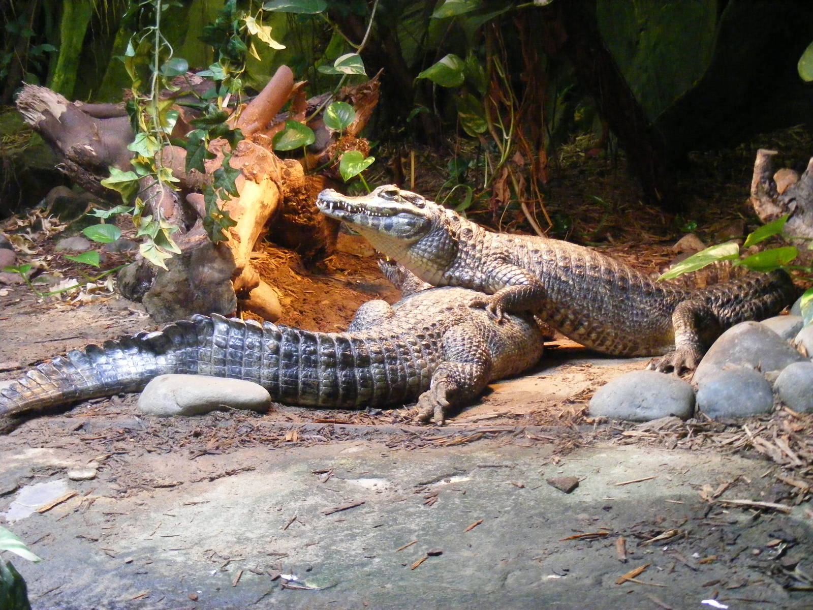 Yacare caimans at Blackpool Zoo, 13 June 2011