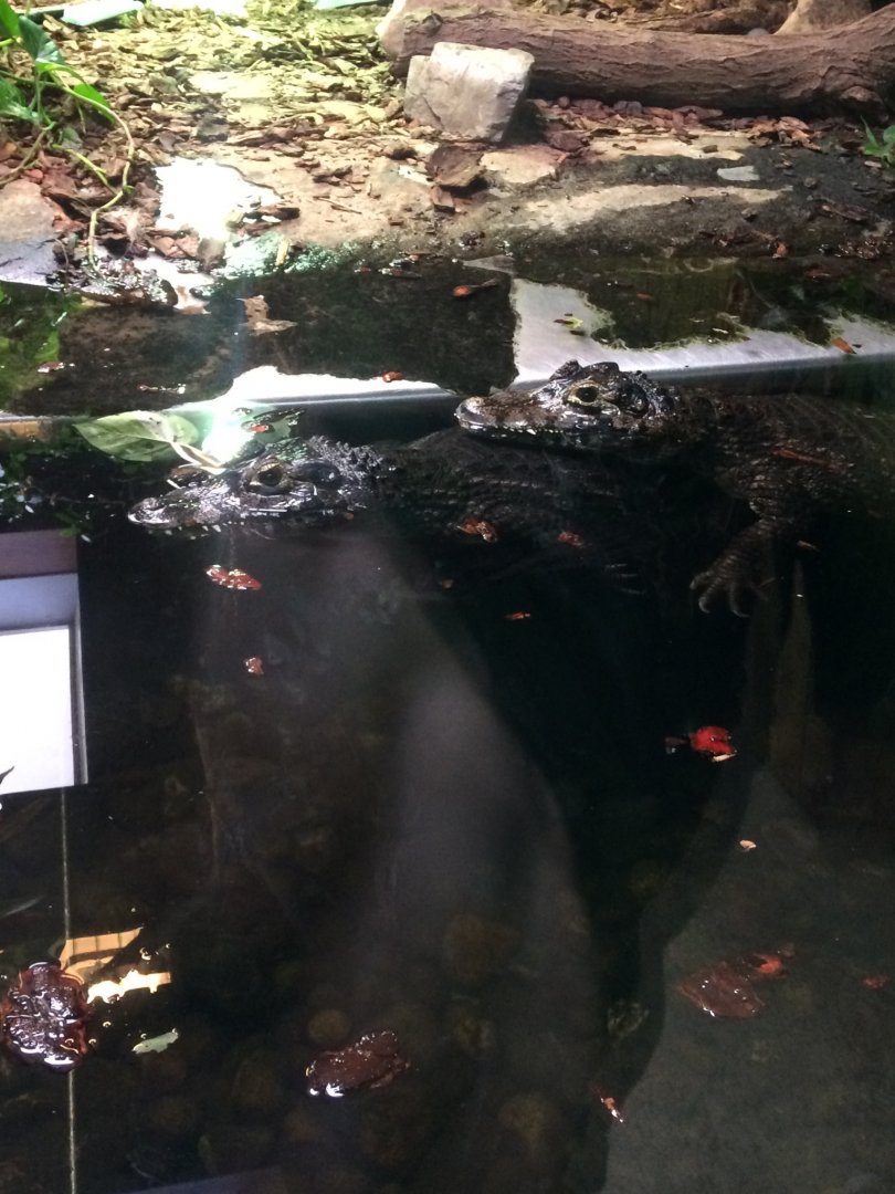 Yacare Caimans Swimming