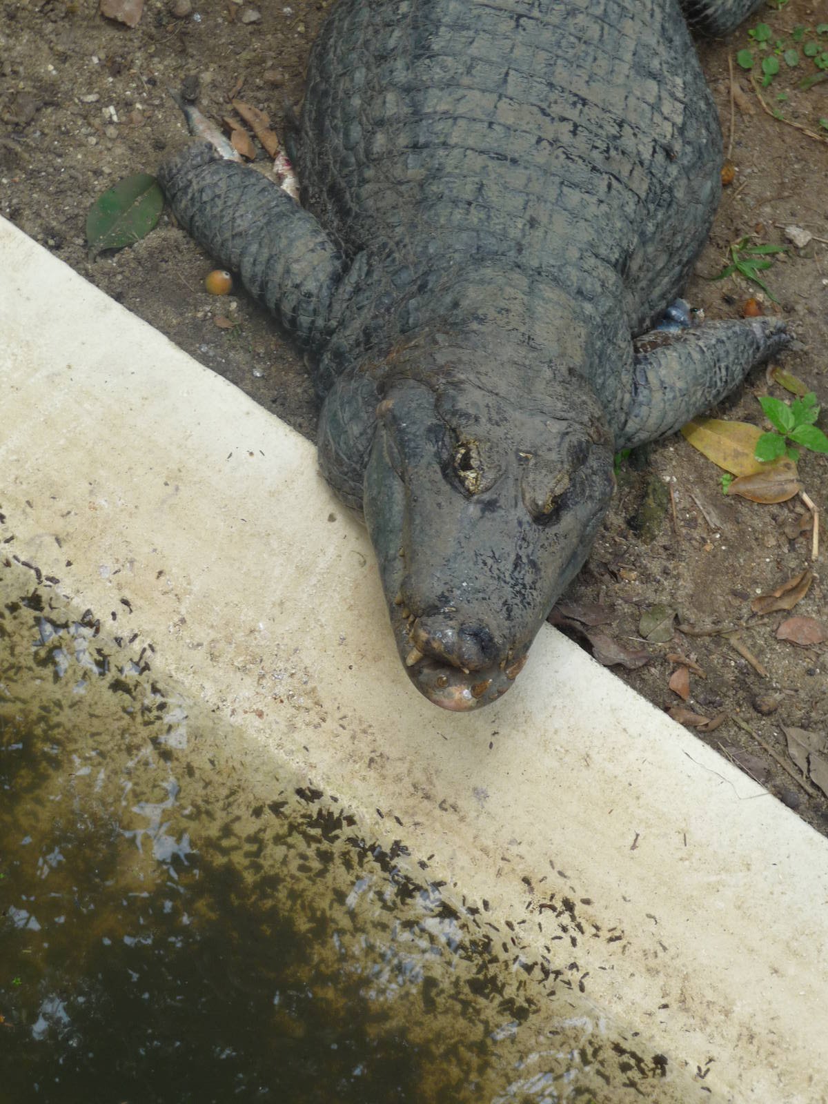 yacare do pantanal riozoo