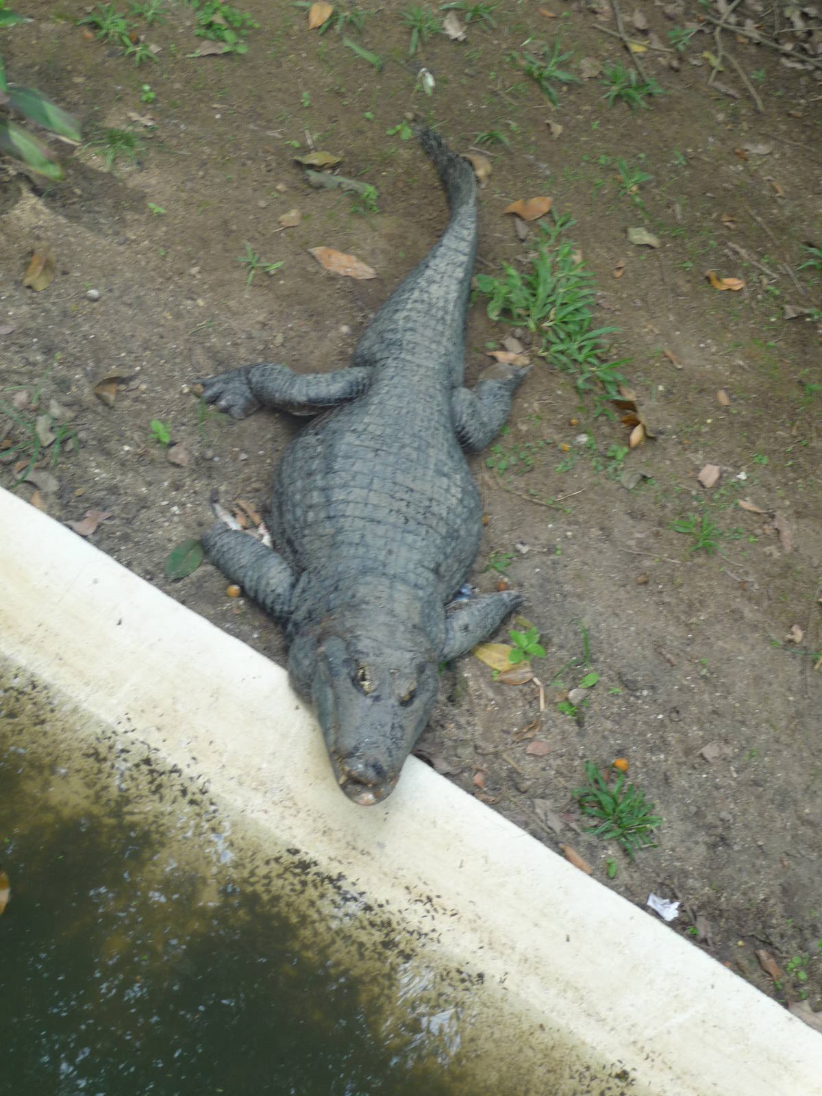 yacare do pantnal riozoo