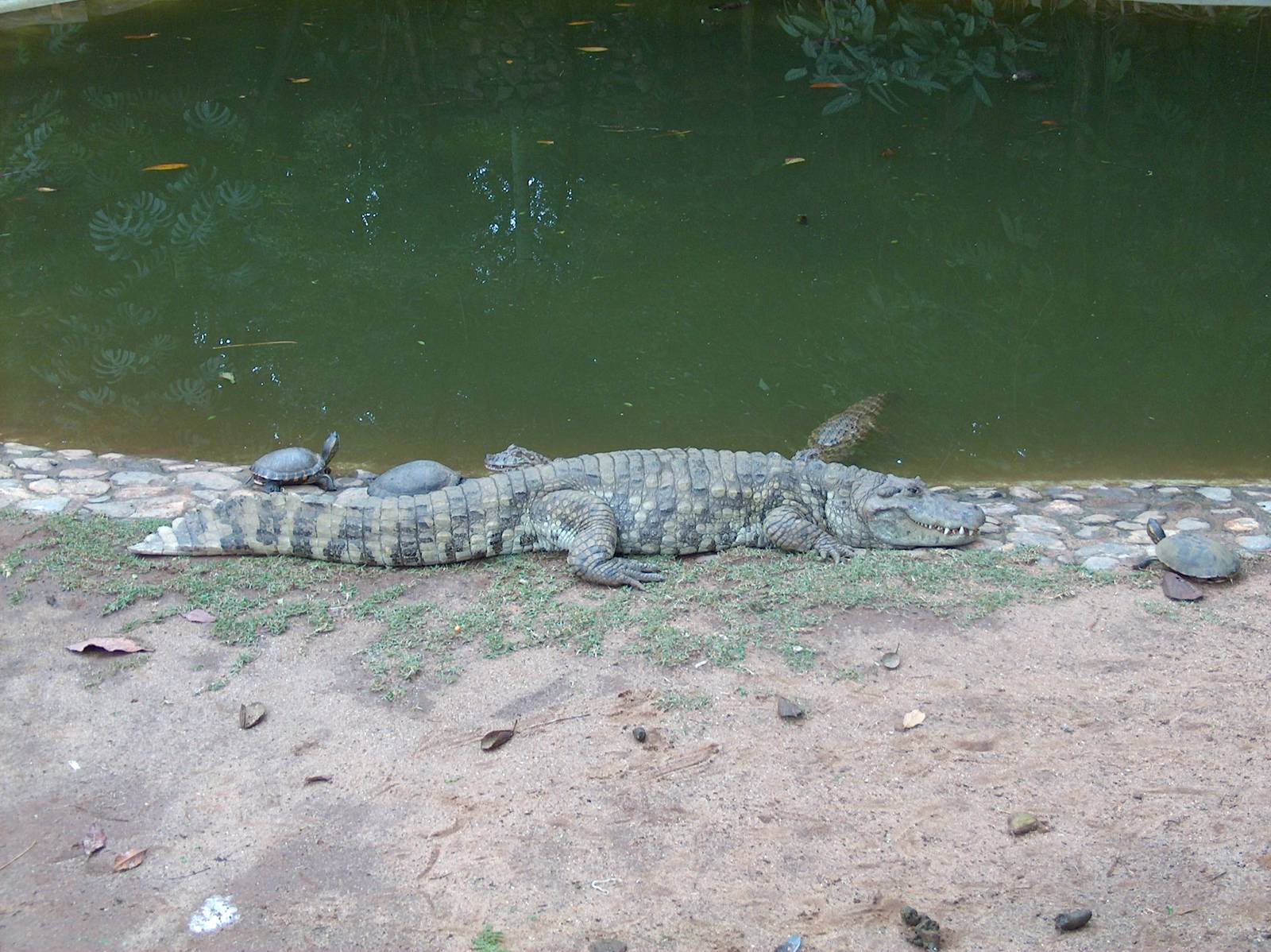 yacare do papo amarelo (broad snouted caiman). slider turtles and dwarf cai