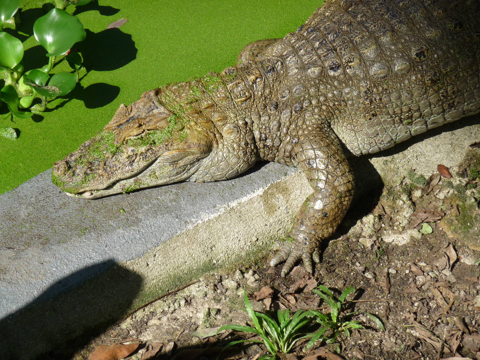yacare do papo amarelo riozoo