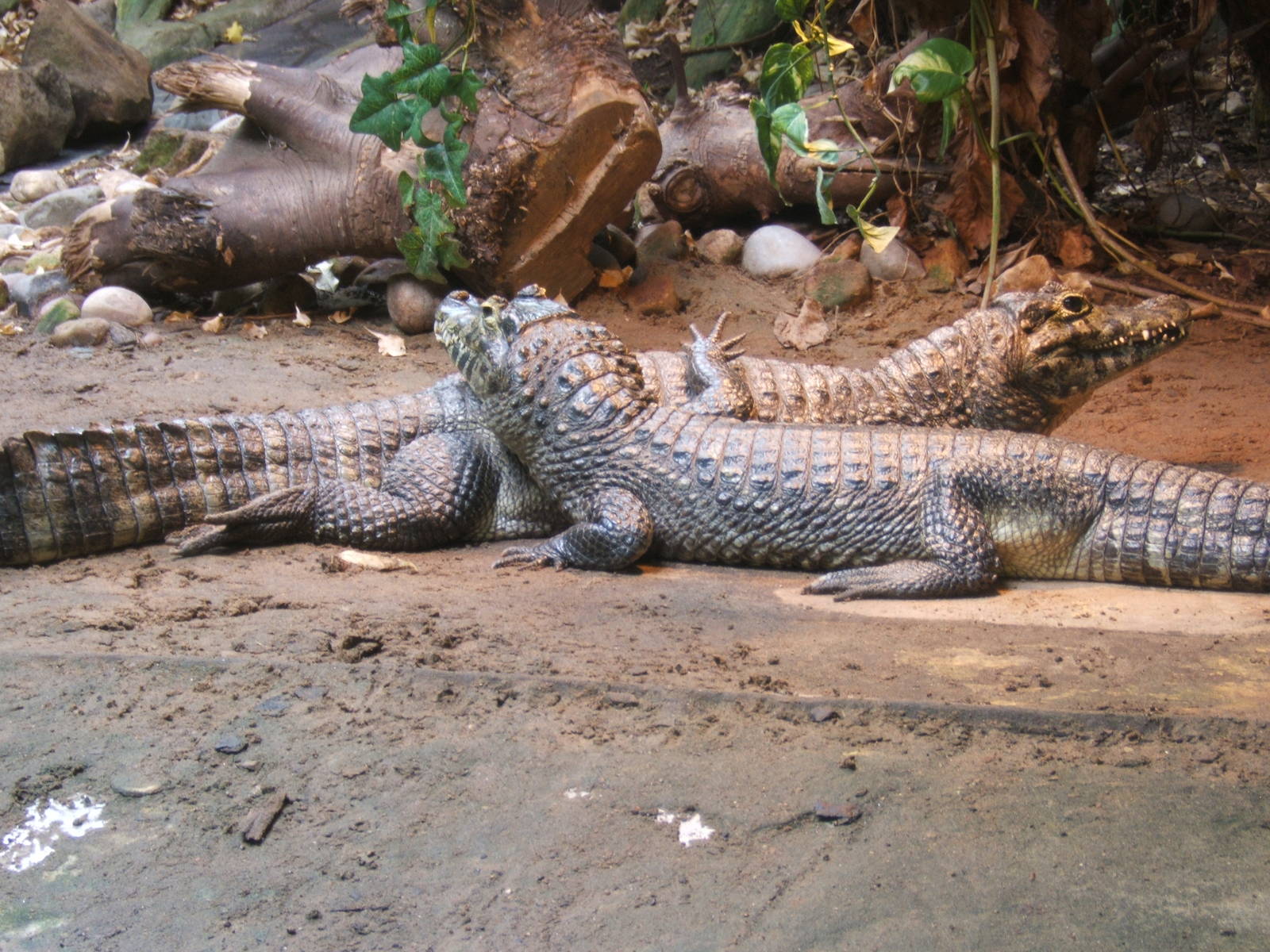 Yaccare Caiman